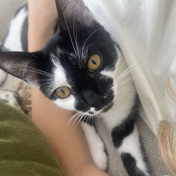Simba, Molly uit Broek In Waterland zoekt een Kattenoppas