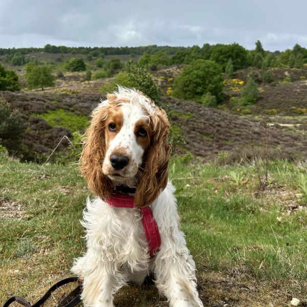 Charlie uit Voorhout zoekt een Hondenoppas