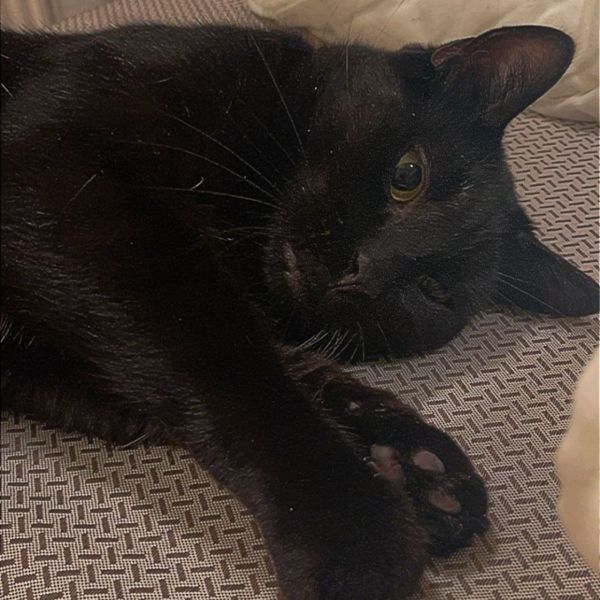 Kattenoppas Erin uit Hoogvliet Rotterdam