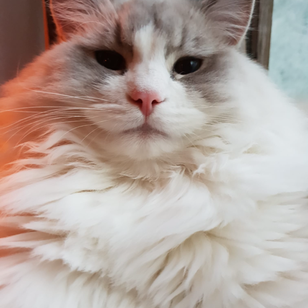 Tobi uit Amsterdam zoekt een Kattenoppas