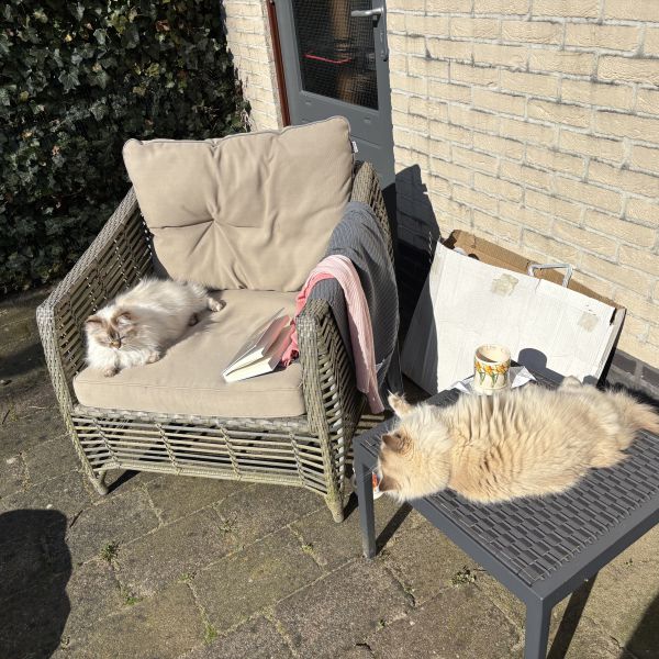 Sterre en Sky uit Doetinchem zoekt een Kattenoppas