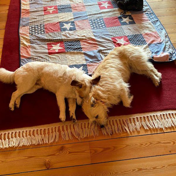 Fien & Lucas uit Sauwerd zoekt een Hondenoppas