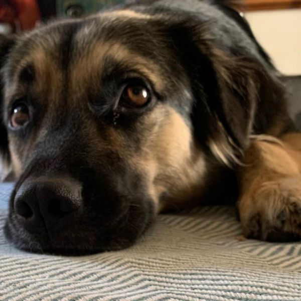 Donna uit Den Haag zoekt een Hondenoppas