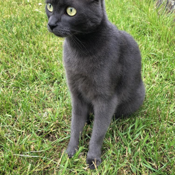 Izzy uit Helden zoekt een Kattenoppas