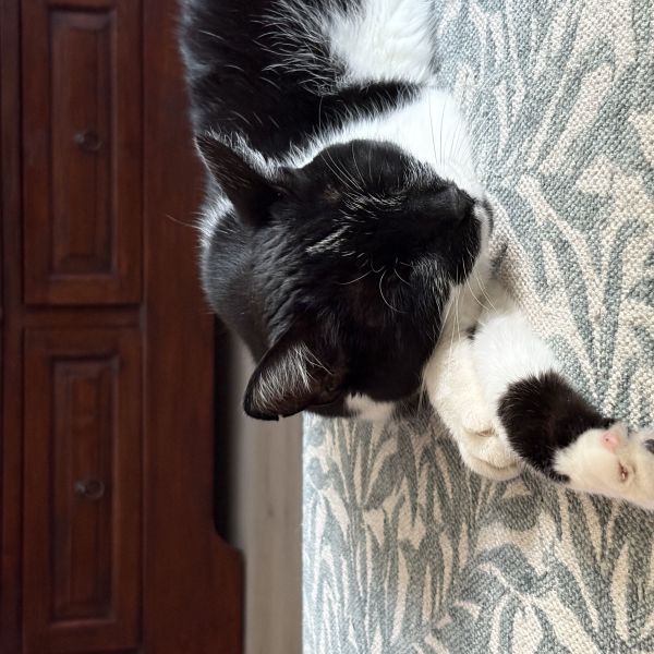 Noor uit Vlaardingen zoekt een Kattenoppas