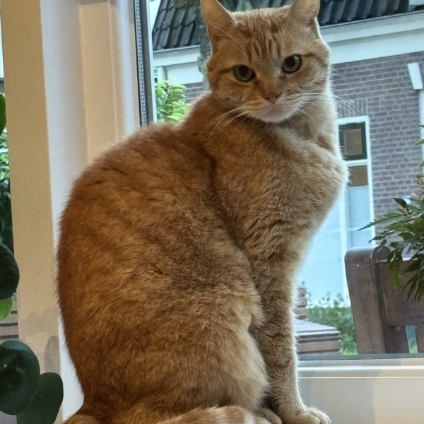 Felix, Zoey uit Zeist zoekt een Kattenoppas