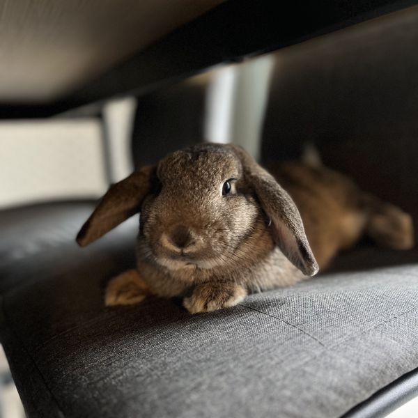 Eevee, Nyxie uit Slochteren zoekt een Knaagdierenoppas