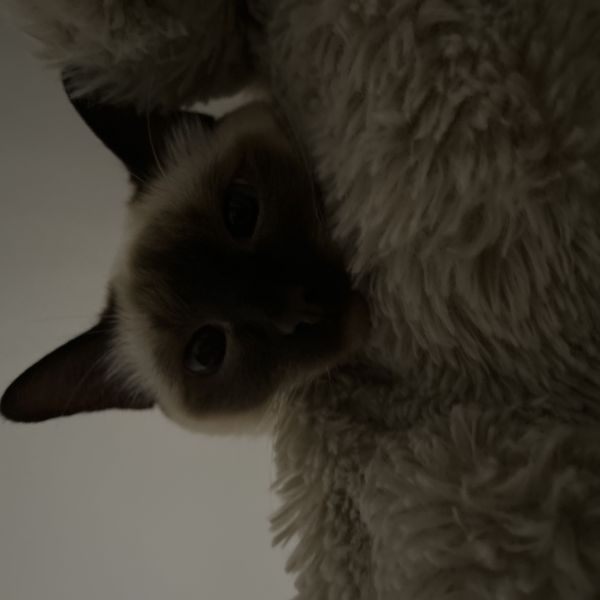 Huisdierenoppas Grete uit Roosendaal