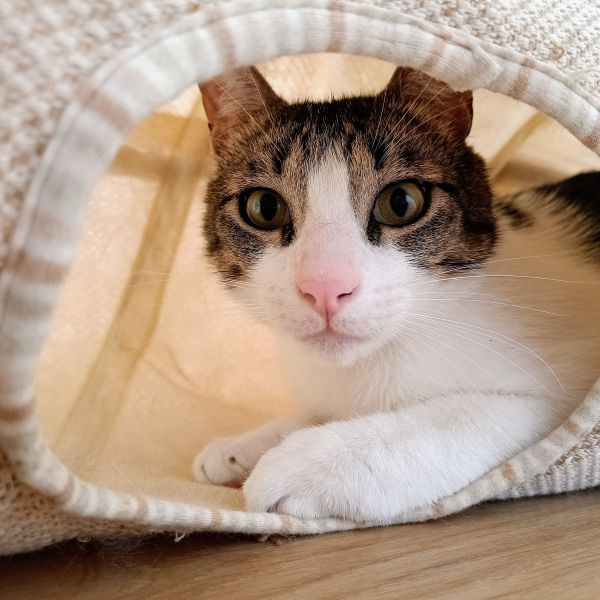 Teun uit Nijmegen zoekt een Kattenoppas