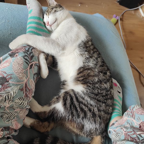 Boefje, Custard uit Eindhoven zoekt een Kattenoppas