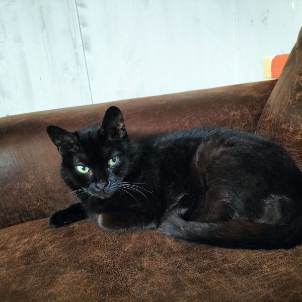 Floortje, Norah uit Rijssen zoekt een Kattenoppas