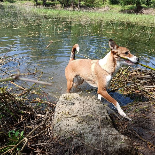 Tess, Woez, Flow uit Kekerdom zoekt een huisdierenoppas