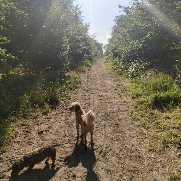 Vera, Coco uit Heemstede zoekt een Hondenoppas