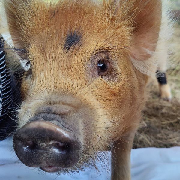 Ollie, Lieve uit Sittard zoekt een Boerderijoppas
