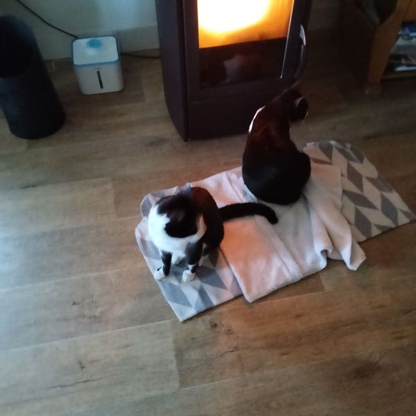 Marios, Cyndie uit Emmer-Compascuum zoekt een Kattenoppas