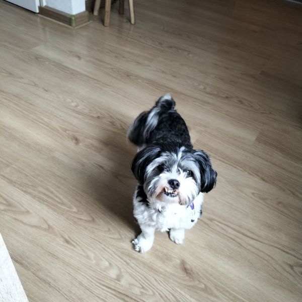 Benji uit Gieten zoekt een Hondenoppas