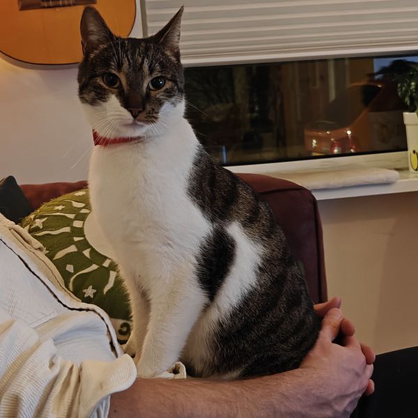 Corrie uit Amsterdam zoekt een Kattenoppas