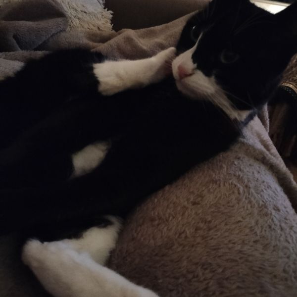 Hope, Hope uit Boxtel zoekt een Kattenoppas