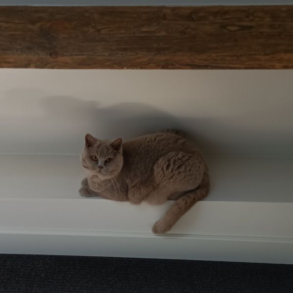 Lady uit Deil zoekt een Kattenoppas
