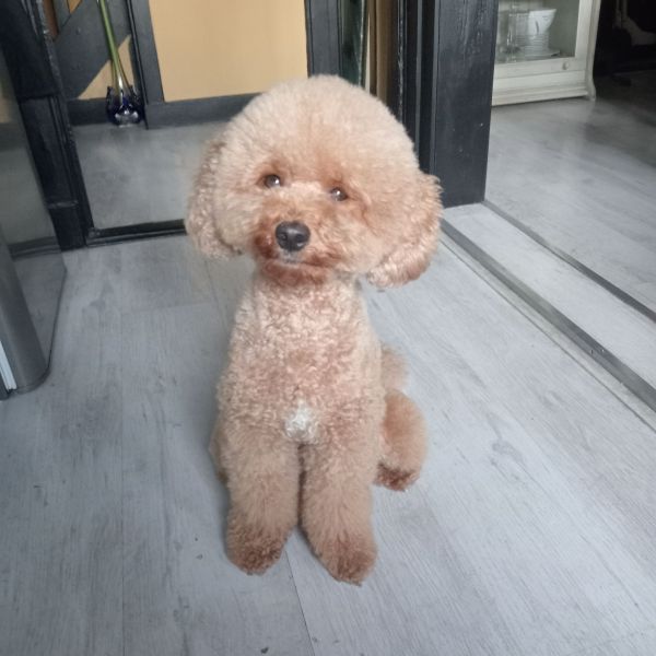 Teddy uit Amsterdam zoekt een Hondenoppas