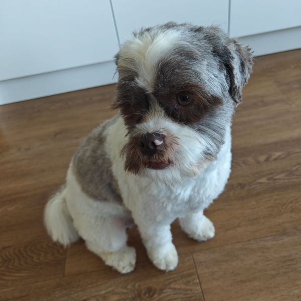 Rocky uit Utrecht zoekt een Hondenoppas