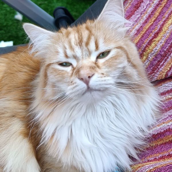 Kattenoppas Silke uit Heythuysen