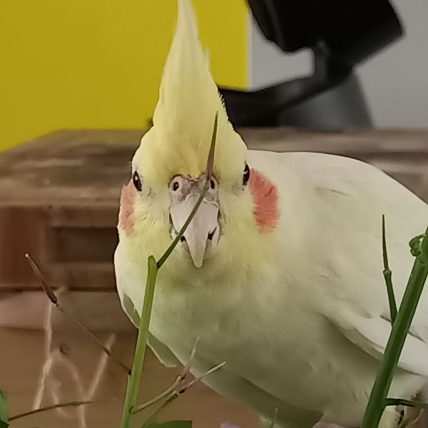 Yellie, Disco uit Amsterdam zoekt een Vogeloppas