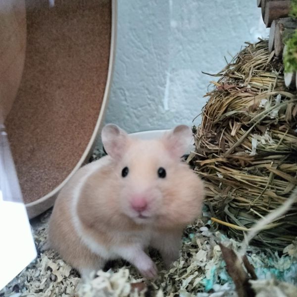 Stitch, Shanti uit Wijk Bij Duurstede zoekt een huisdierenoppas