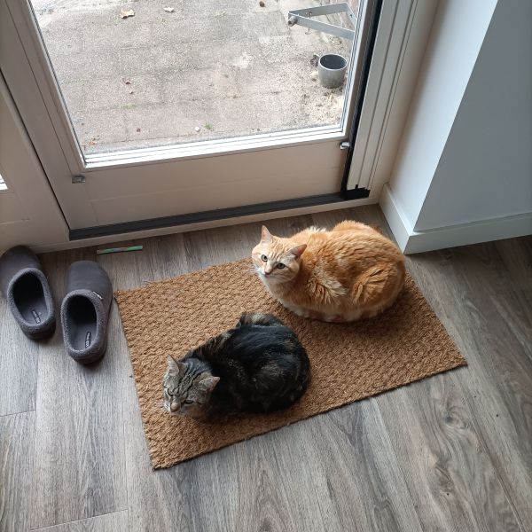 Pablo & Peppie uit Nieuwegein zoekt een Kattenoppas