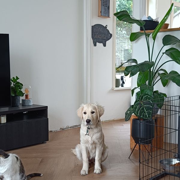 Kyra uit Oudehaske zoekt een Hondenoppas