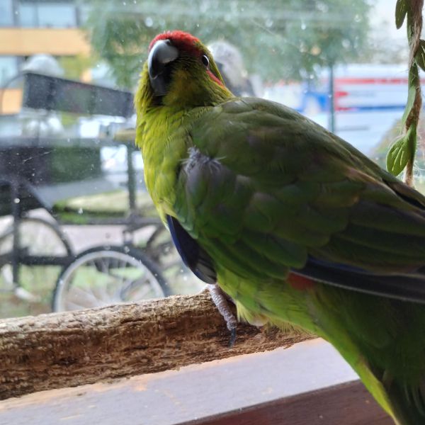 Huisdierenoppas Geneva + evin uit Rijsbergen