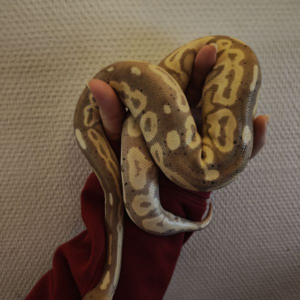 Calcifer uit Nijmegen zoekt een Reptielenoppas