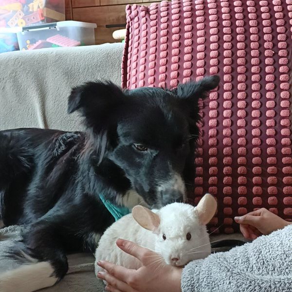 Bounty, Rose uit Spijkenisse zoekt een Hondenoppas