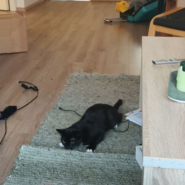 Gizmo, Barney uit Leiden zoekt een Kattenoppas