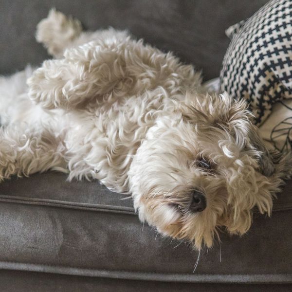 Bobbie, Wookie uit Valkenswaard zoekt een Hondenoppas