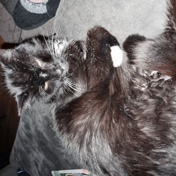 Rocco uit Baflo zoekt een Kattenoppas