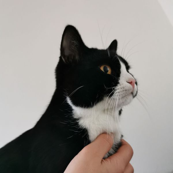 Mickey uit Teteringen zoekt een Kattenoppas