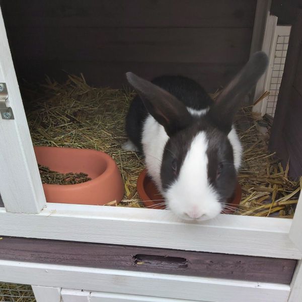 Holly, Muffin uit Zutphen zoekt een Knaagdierenoppas