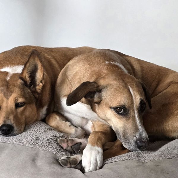 Theo, Lena uit Oosterhout zoekt een Hondenoppas
