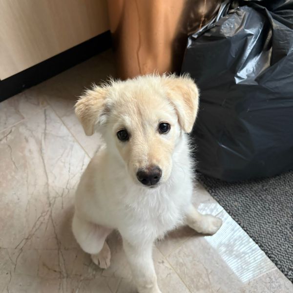 Tinka uit Hilversum zoekt een Hondenoppas