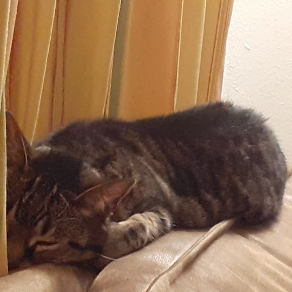 Datches uit Venray zoekt een Kattenoppas