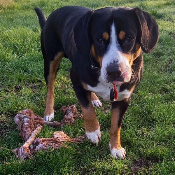 Hugo uit Zwolle zoekt een Hondenoppas