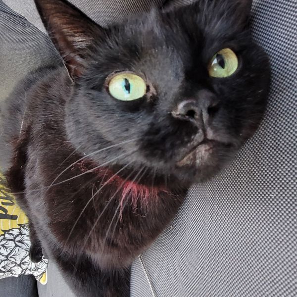 Maya, Happy uit Assen zoekt een Kattenoppas