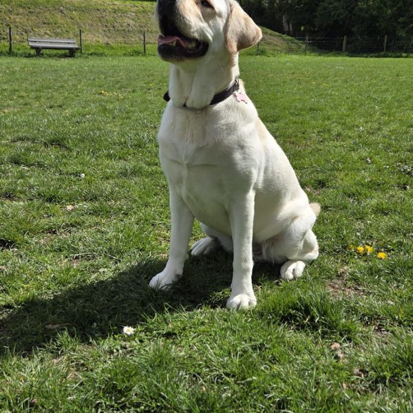 Huisdierenoppas Lisa uit Geldermalsen