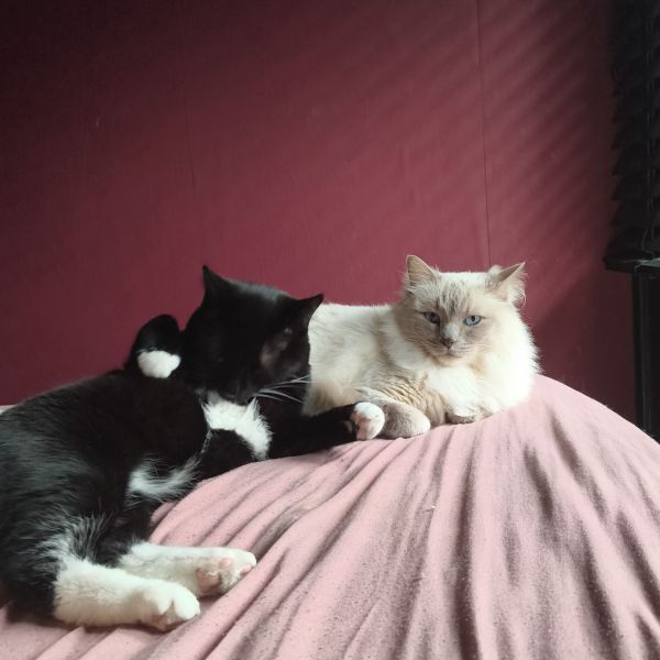 Huisdierenoppas Lois uit Breda