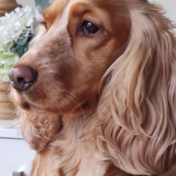 Loulou uit Eindhoven zoekt een Hondenoppas
