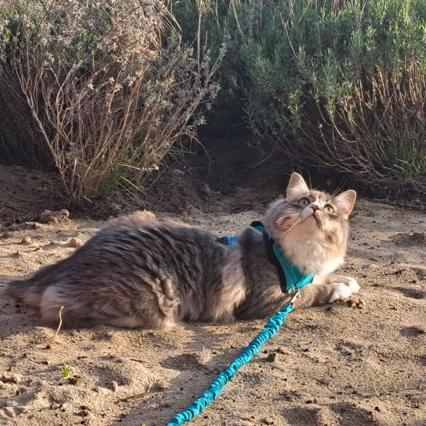 Pumpkin uit Simonshaven zoekt een Kattenoppas