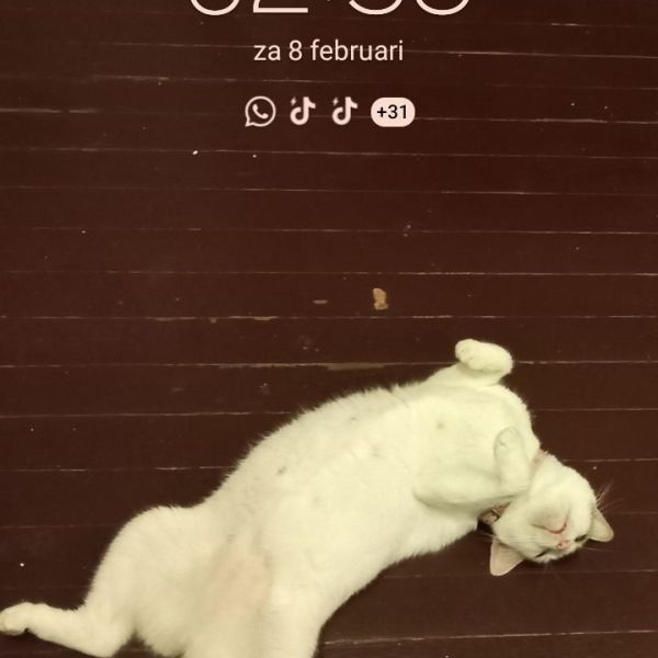 Huisdierenoppas Gigi uit Leidschendam