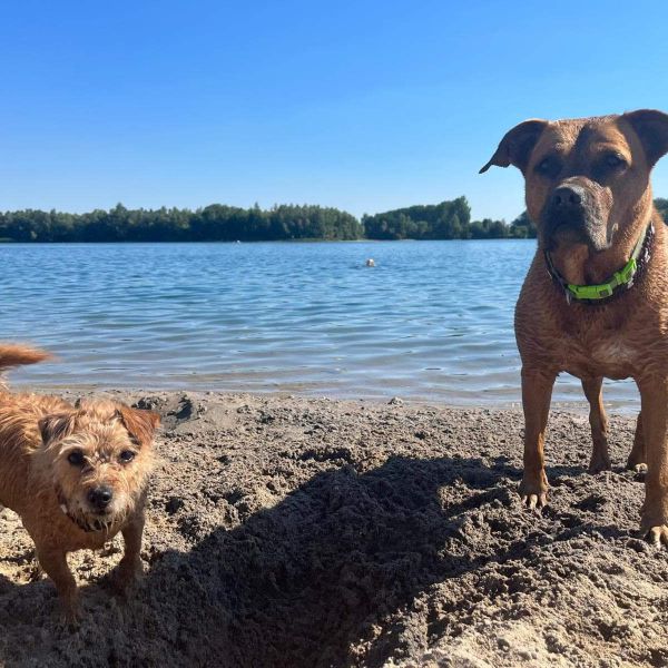 Lise, Mailey uit Elst zoekt een Hondenoppas