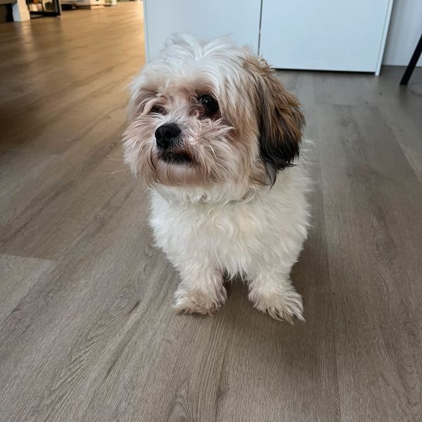 jannes, binkie uit Emmen zoekt een Hondenoppas